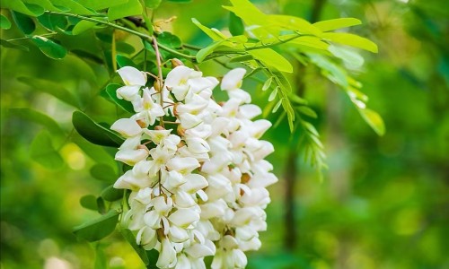 散茶和饼茶哪个好喝-【散茶和饼茶的区别在哪里】散茶和茶饼哪个档次高 - 散茶和饼茶的区别网